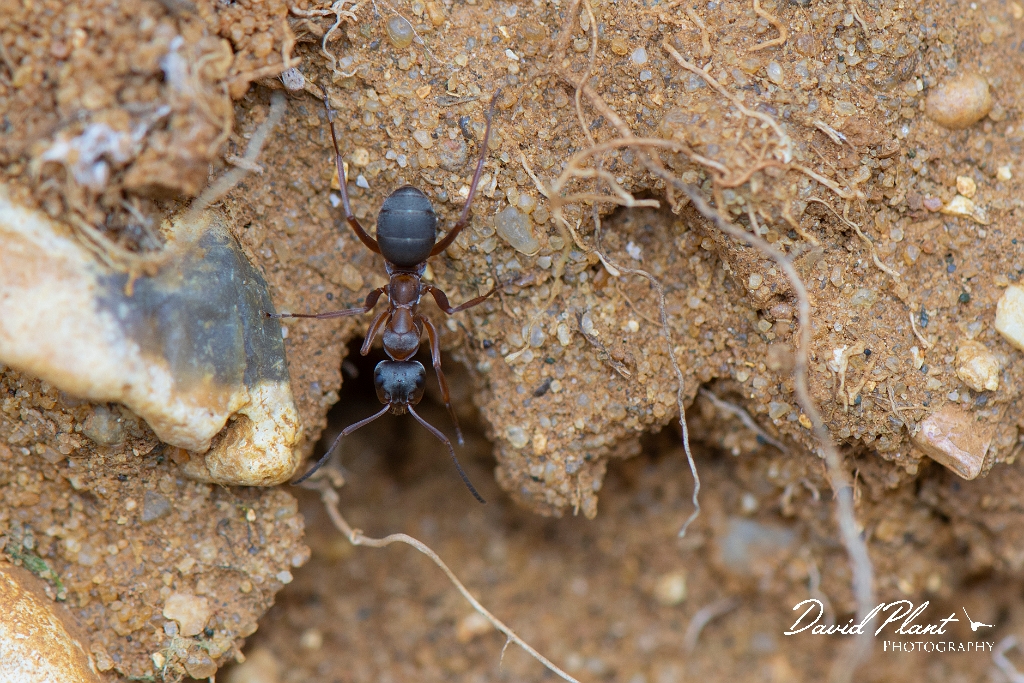 David Plant Photography - Wildlife Photography - Formica cunicularia - E.jpg - Formica cunicularia - Kent